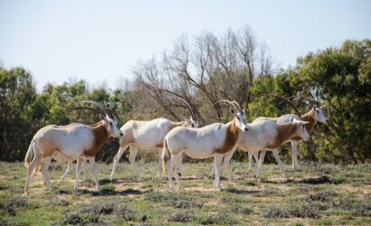 Souss Massa National Park Trip