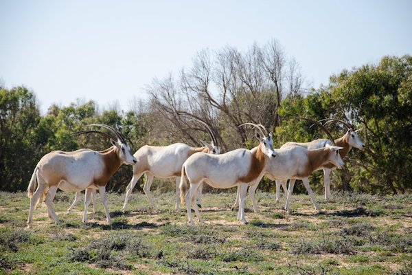 Souss Massa National Park Trip